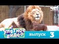 Улетное видео | Выпуск 3