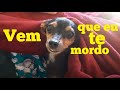 Pinscher preguiçoso e muito bravo