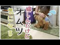 愛犬にマナーパンツ装着！ばあば達がやって来た！【ミニチュアプードルのわこ】