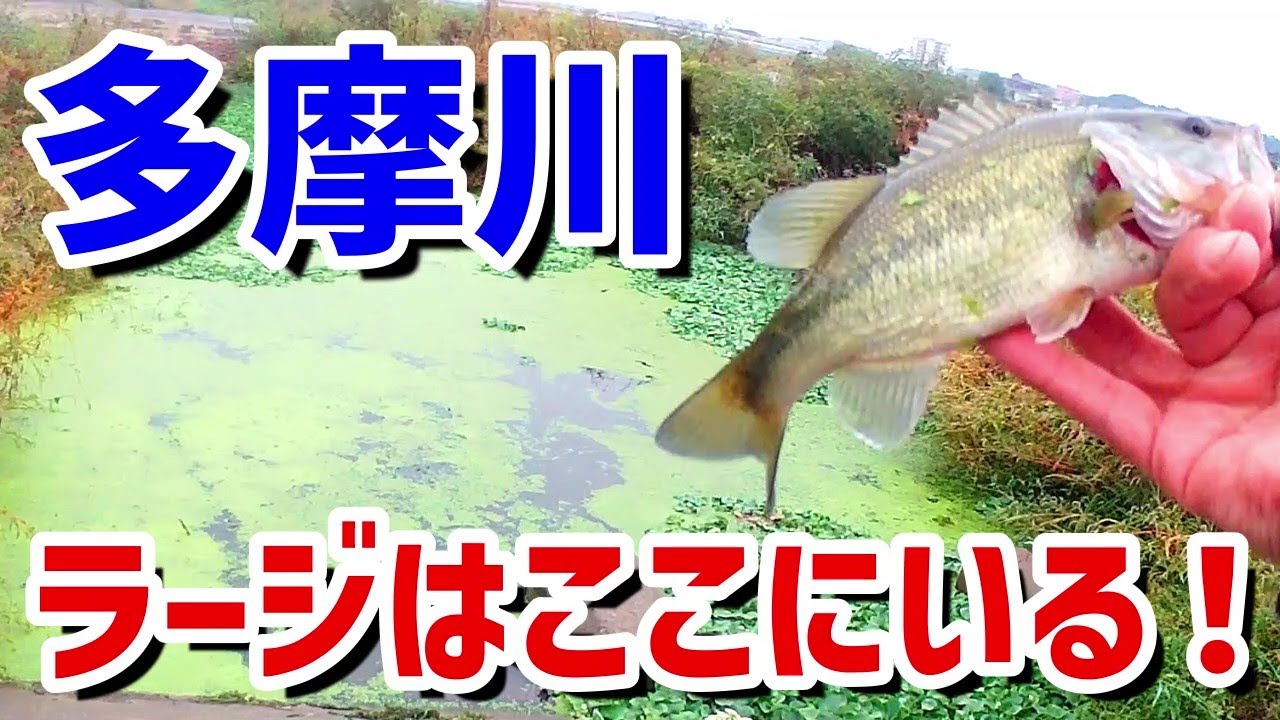 【バス釣り】多摩川のラージマウスバスはここにいる！！