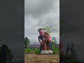 planting pumpkins outside