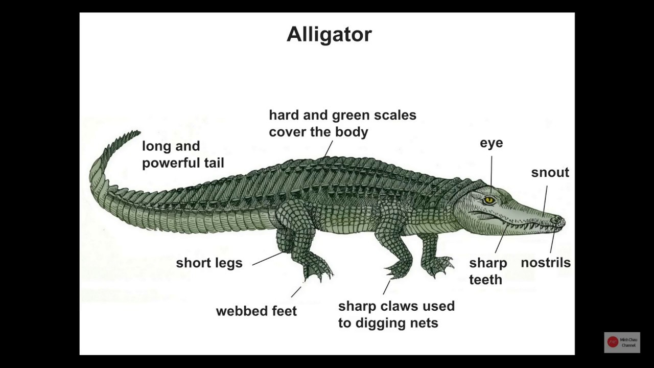 #4 Advance Animal Vocabulary