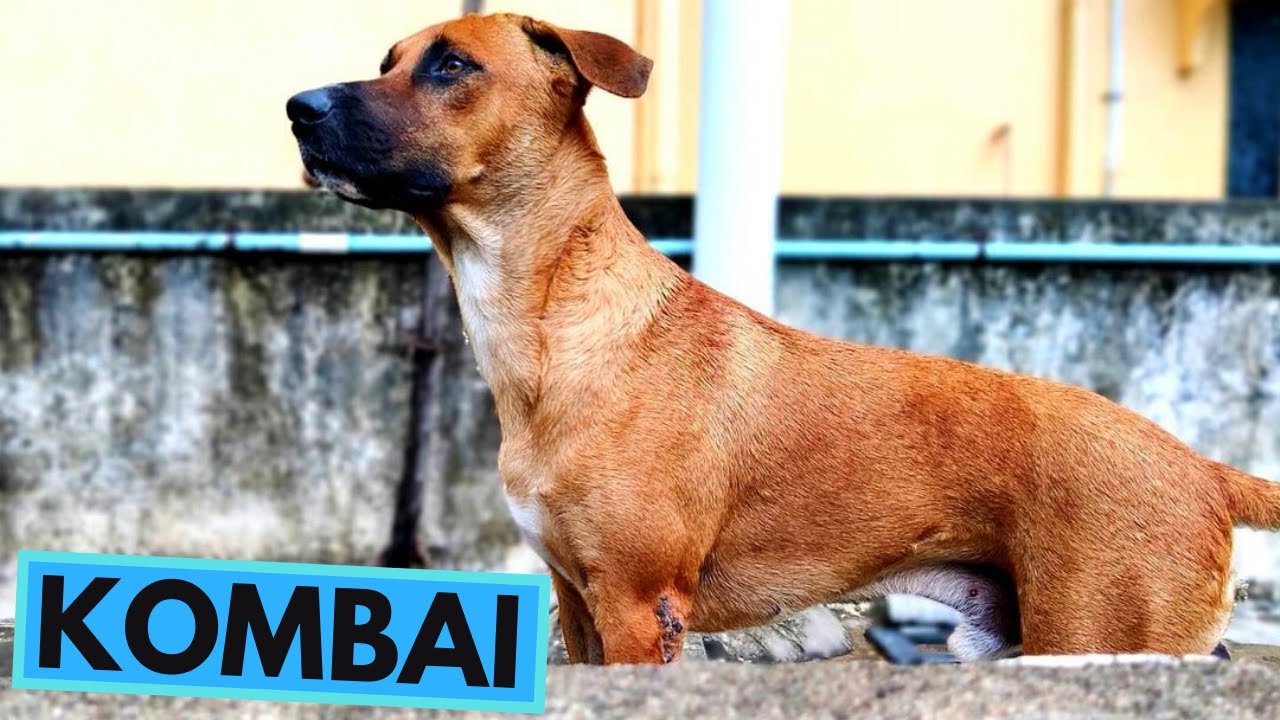 Kombai Dog Breed TOP 10 Interesting Facts YouTube