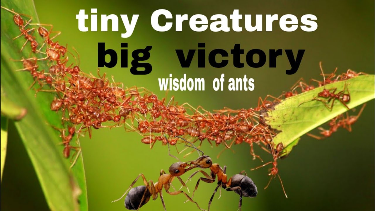 How These Ants Overcame a Huge Obstacle with Teamwork" 🐜💪