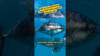 THIS IS THE REASON WHY ONE TUNA FISH IS WORTH 25 BILLION #shorts #feedshorts
