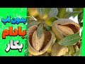 اگر در منطقه بی آب هستی حتما درخت بادام بکار اگر در منطقه بی آب هستی حتما درخت بادام بکار