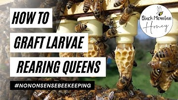 How To Graft Queen Cells and Rear Your Own Queens