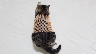 Maru wears a fruit net.