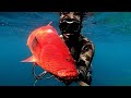 LAPU-LAPU(HIGH FIN CORAL TROUT)!! SPEARFISHING PHILIPPINES!!