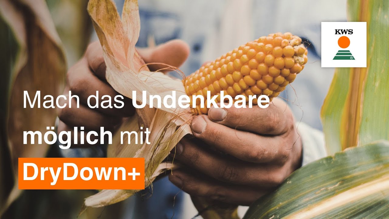 Krnermais - Sorten - KWS SAAT | kws.de
