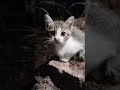 #notcute #gatos #cat #lovercat #catshorts #pus #kucing #kot @sriharjumi5714