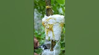 🌿You Won't Believe the EASY Way to Propagate Lemon Tree!