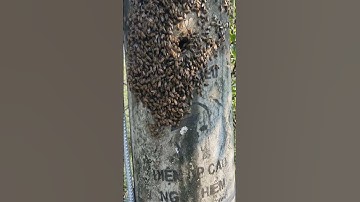 bắt tổ ong mật siêu to trong cột điện