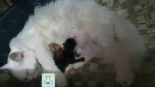 ONE HOUR After Birth | 4 Sweet kittenS | SO Cute kittens meows