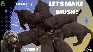 Puppy Gruel 1st Feeding  (DIY MUSH)