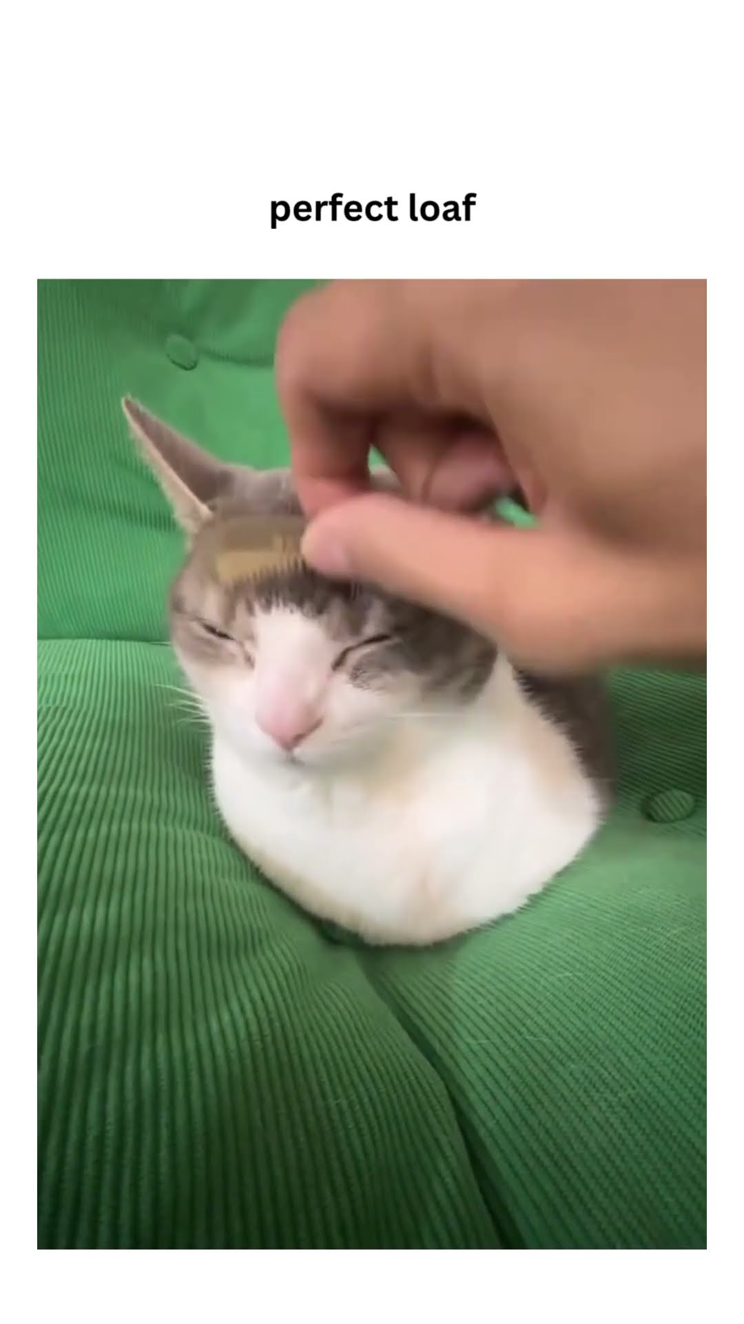 Calm luhh loaf on a Wednesday