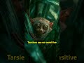 The BIG-EYED Animal on Earth and It’s Disappearing 😢 #EndangeredSpecies #Tarsier #AnimalFacts