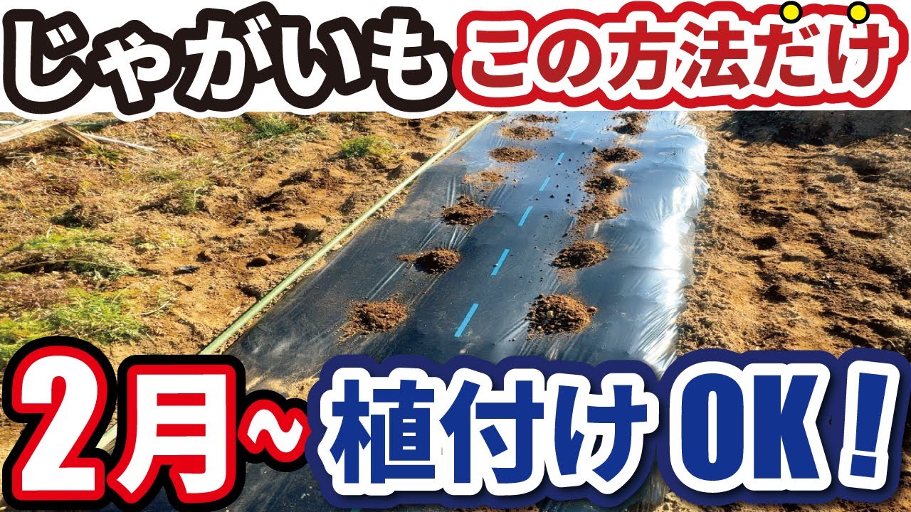 じゃがいも【植付け】2月からでも この方法だけは 大きく育ちます！