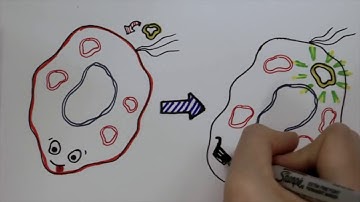 WM iGEM 2017 Project Description