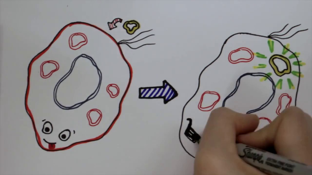 WM iGEM 2017 Project Description