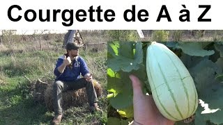 La Courgette de A à Z (presque)