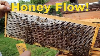 How we Make BIG Honey! Tips and Tricks!