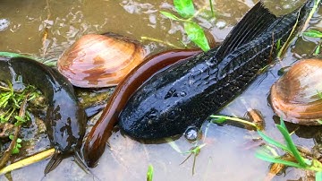 Bắt cá trê đồng, cá chép, cá dọn bể, lươn, cá quả, cá rô đồng - động vật dưới nước