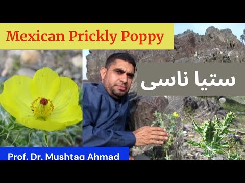 Video: Argemona Adalah Pesaing Yang Boleh Dipercayai Untuk Poppy Dan Anemone. Jenis, Varieti, Penanaman. Foto