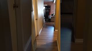 Foxy Running Down The Hall Fnaf