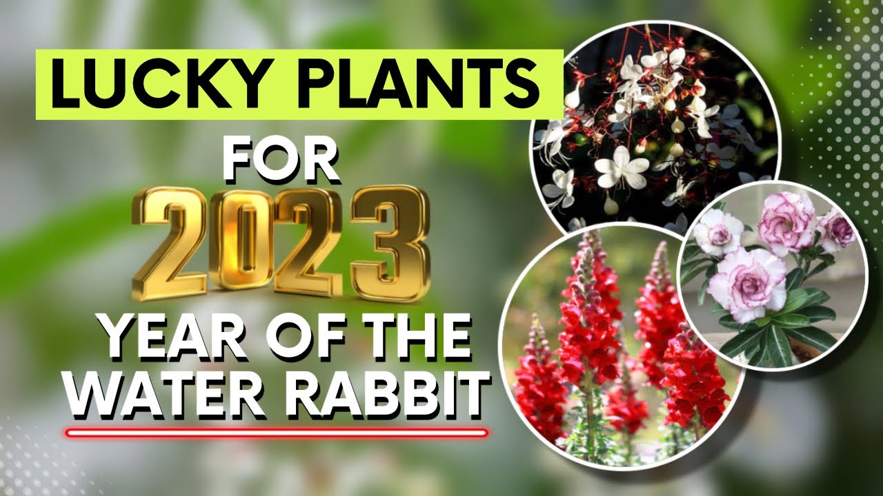 TOP 10 LUCKY PLANTS FOR 2023 MGA SWERTENG HALAMAN SA 2023 YouTube