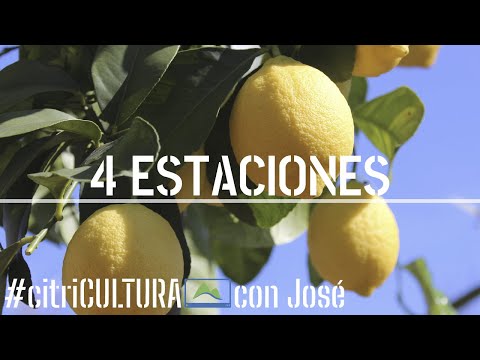 Video: Cuidado del limonero Ponderosa - Información sobre los limoneros Ponderosa enanos