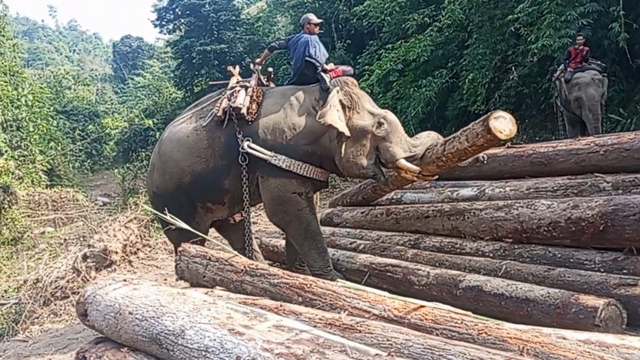 Elephant 🐘 Sai🥶🥶🥶 thumang natoh na // Kawlgam lang thingbol na kijang pen pen ahe...