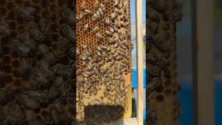 КАРНИКА что значит качество пчелиной матки 🐝🐝🐝
