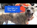 Câu Chuyện Về Chó Lai - Chó "Phú Thái" Là Dư Lào ???/ NhamTuatTV - Dog in Vietnam