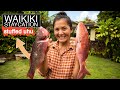 Stuffed Uhu Parrotfish for a Waikiki Staycation