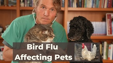 Avian Flu Outbreak affecting Pets?