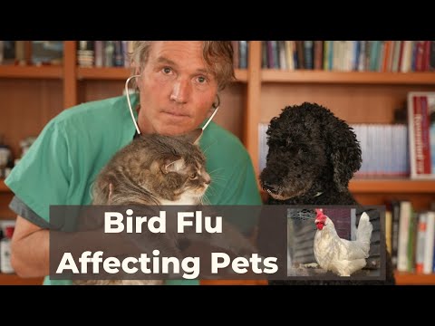 Video: Outbreak de gripa aviara Are Pet Petri & Afaceri Precautii suplimentare