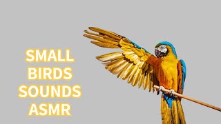 SMALL BIRS SOUNDS ASMR