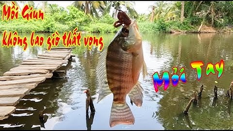 Câu Cá Rô Phi Bằng Mồi Giun Giật Mỏi Tay | Tilapia Fishing With Worm Bait