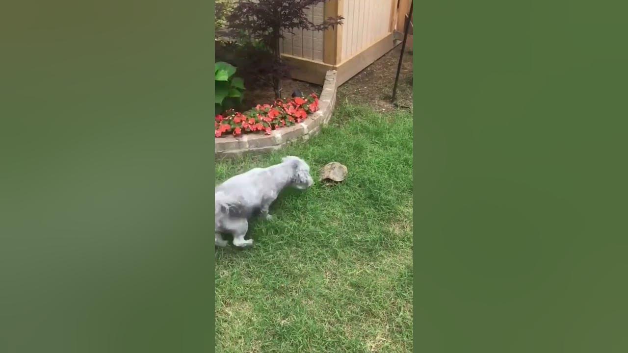 warning-guard-dog-protecting-the-garden-shorts-garden-dog-youtube
