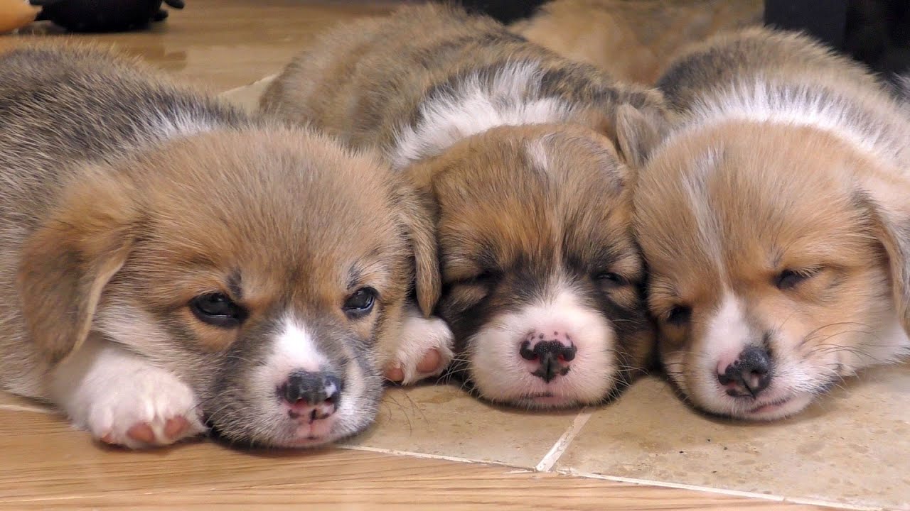 cute puppies sleep / お昼寝中にピクピクしちゃうコーギー子犬 20150530