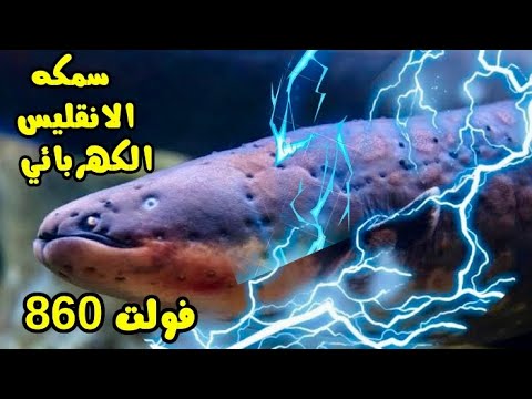 سمك الانقليس الكهربائي سيد التيار الخفي من يلمسه يموت