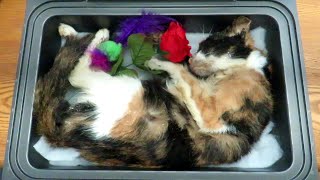 Funeral Of Cali The Youtube Cat