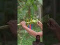 Creative Plam leaf and Balloone Slingshots Balloone Popping Craft #Bamboo #Slingshots #Diy