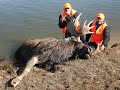 2017 Agassiz Outfitters Down River Moose Hunt