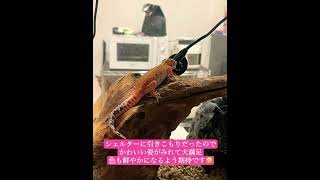 GEX EXOTERRAヒーティングトップＳをケージ内に吊り下げてみた！#shorts #レオパ #もんちゃん