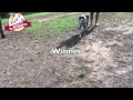 Toronto dog training Great dane ultimate down stay Toronto dog training Great dane ultimate down stay