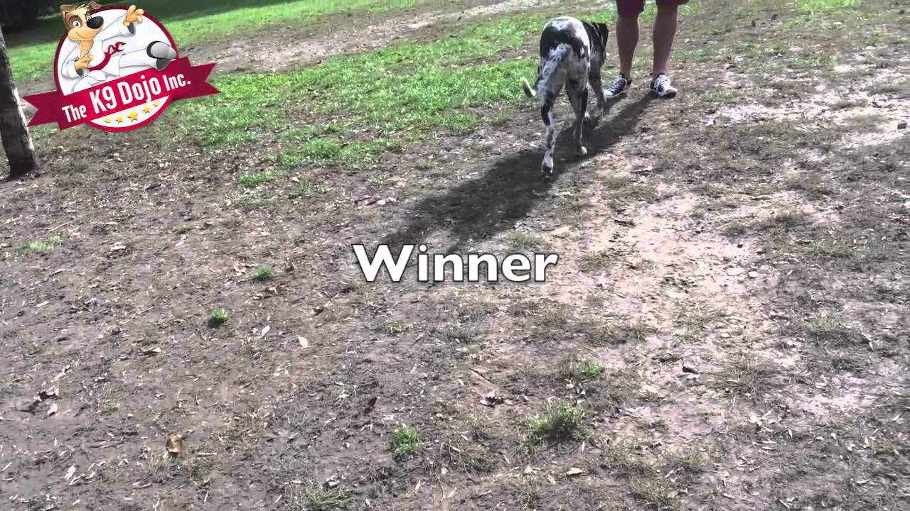 Toronto dog training Great dane ultimate down stay YouTube