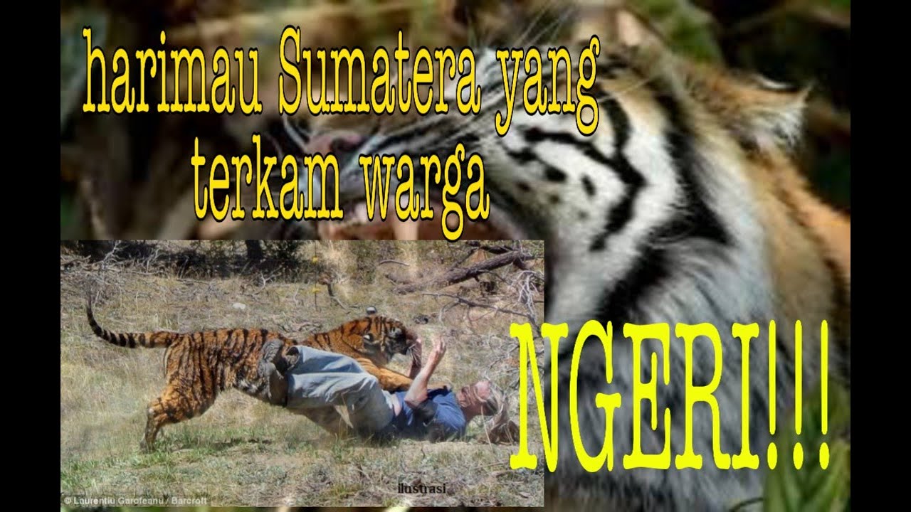 Harimau Sumatera yang masuk kepemukiman warga viraLLL