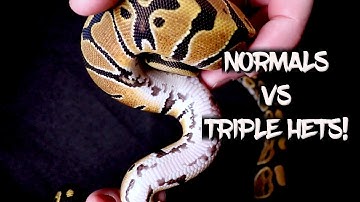 Normal vs. Triple Het Ball Pythons!